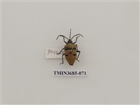 藏品(大盾背椿象)的圖片